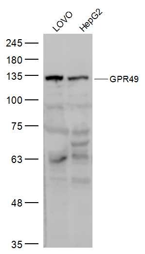 Anti-LGR-5 Polyclonal Antibody