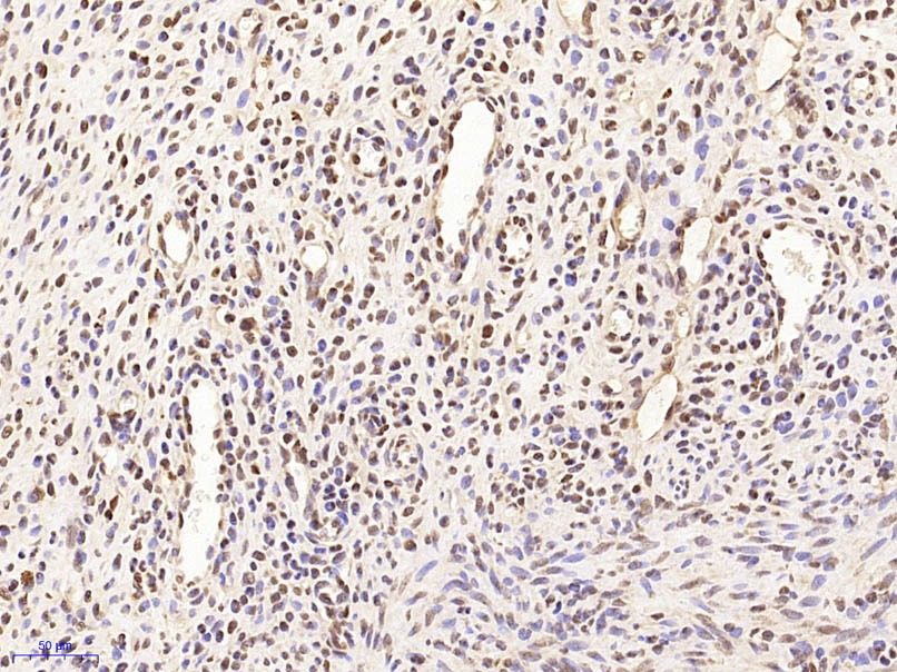 Anti-MARCH7 Polyclonal Antibody