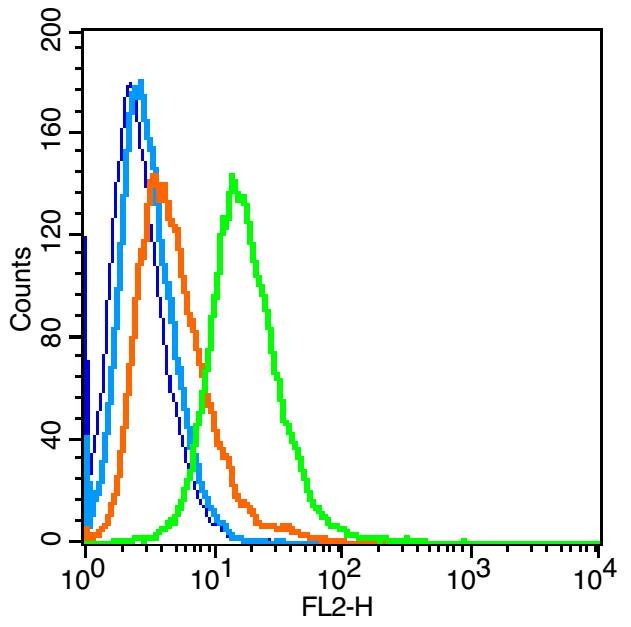 Anti-MMP-2 Polyclonal Antibody 2