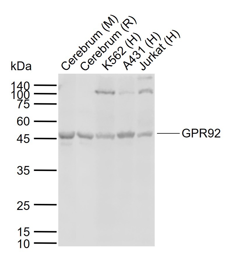 Anti-GPR92 Polyclonal Antibody