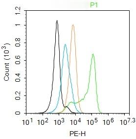 Anti-Granzyme B Polyclonal Antibody