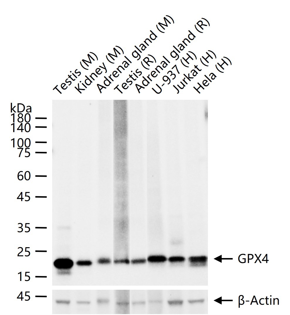 Anti-GPX4 Antibody (1B328)