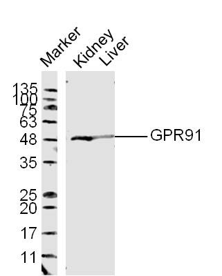 Anti-GPR91 Polyclonal Antibody