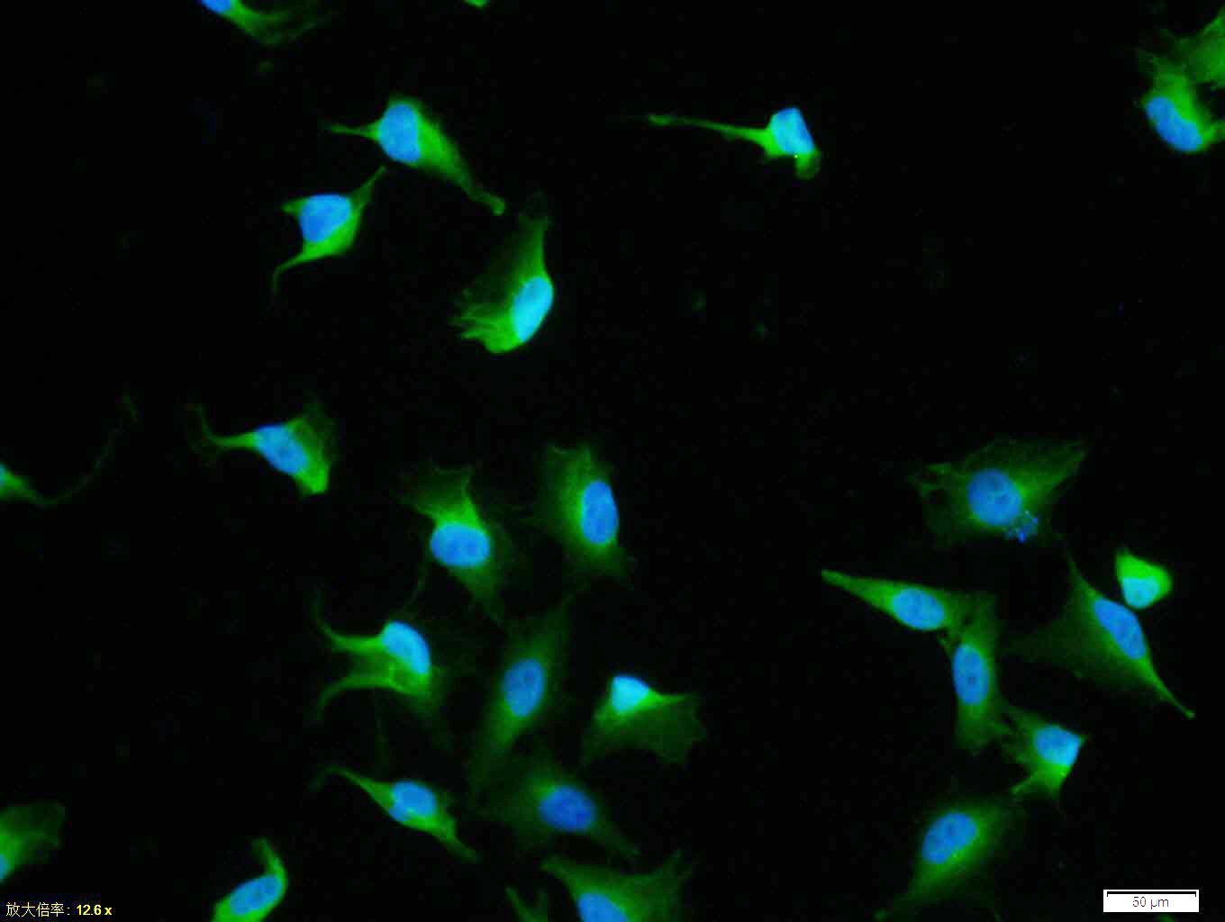 Anti-HSP70 Polyclonal Antibody