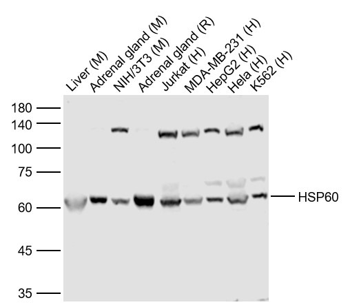 Anti-HSP60 Polyclonal Antibody