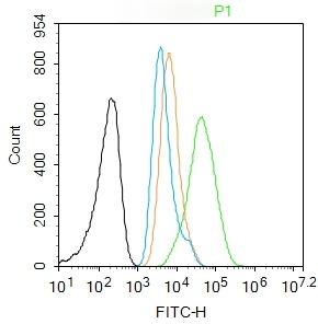 Anti-HSP70 Polyclonal Antibody 2