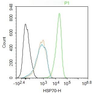 Anti-HSP70 Antibody (9K165)