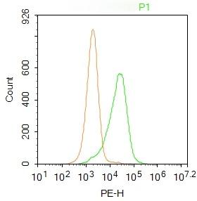 Anti-KRT7 Polyclonal Antibody