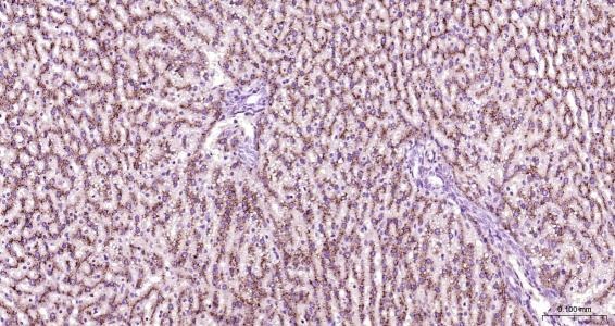 Anti-LAMP2 Polyclonal Antibody