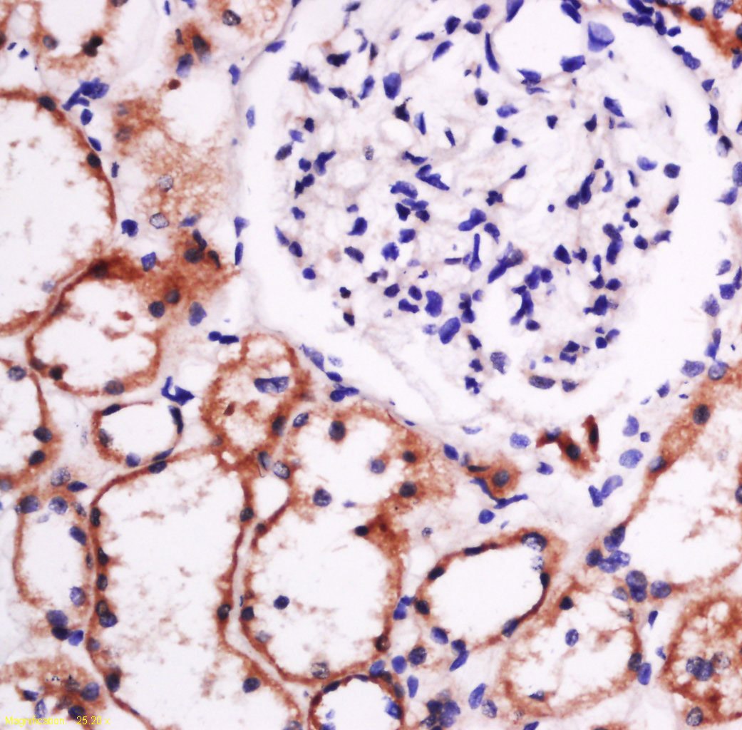 Anti-Laminin subunit beta-1 Polyclonal Antibody