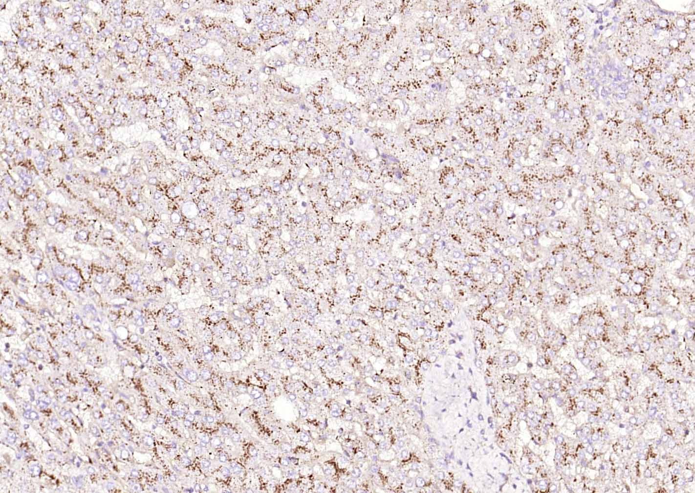 Anti-LAMP1 Polyclonal Antibody