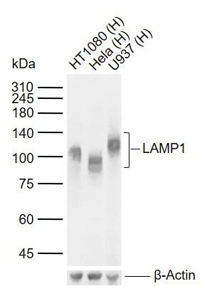 Anti-LAMP1 Antibody (3R897)