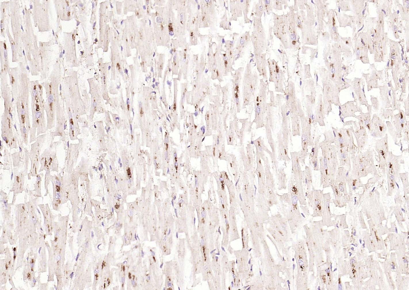 Anti-LAMP1 Polyclonal Antibody