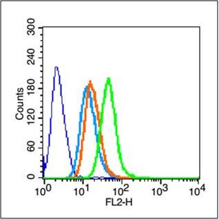 Anti-KRT19 Polyclonal Antibody