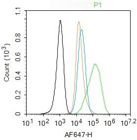 Anti-KRT19 Polyclonal Antibody