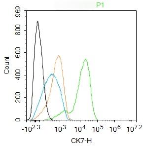 Anti-KRT7 Polyclonal Antibody