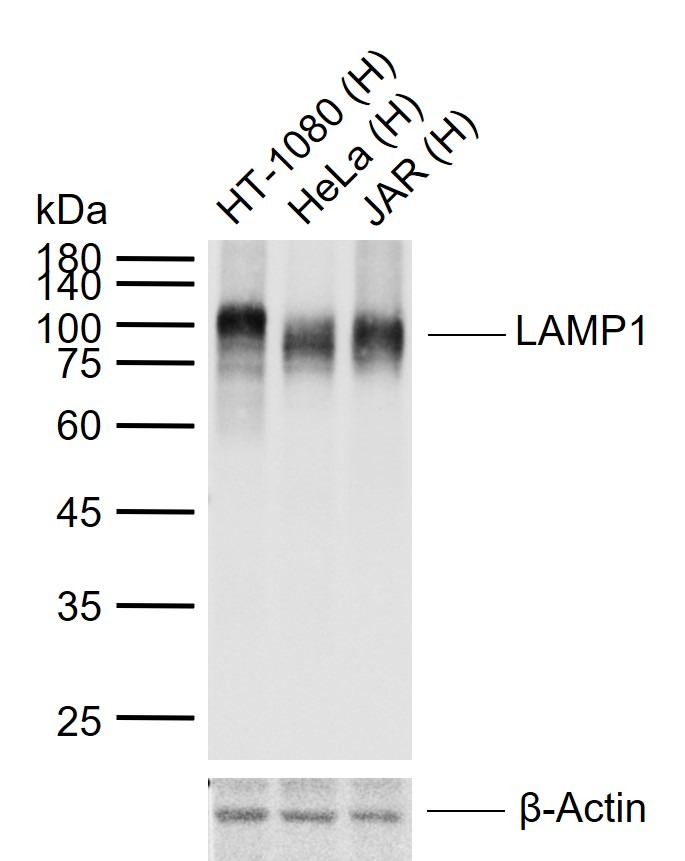 Anti-LAMP1 Polyclonal Antibody
