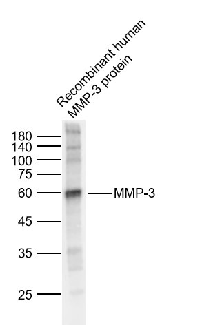 Anti-MMP-3 Polyclonal Antibody