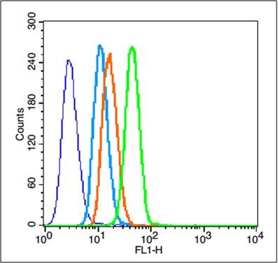 Anti-MMP-2 Polyclonal Antibody 2
