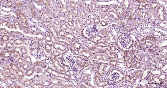 Anti-LAMP2 Polyclonal Antibody