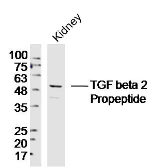 Anti-Latent TGF-beta 2 Polyclonal Antibody