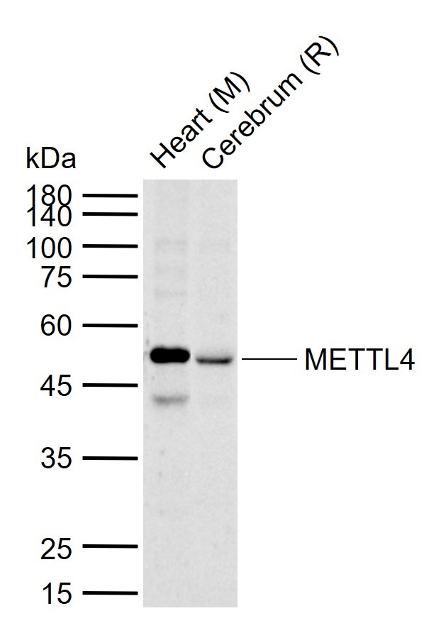 Anti-METTL4 Polyclonal Antibody
