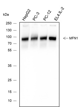 Anti-MFN1 Antibody (5U87)