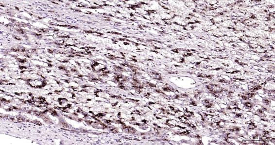 Anti-LAMP2 Polyclonal Antibody