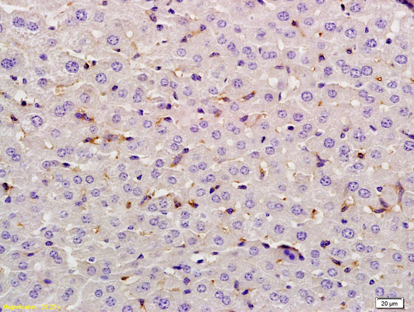 Anti-Lysozyme C Polyclonal Antibody