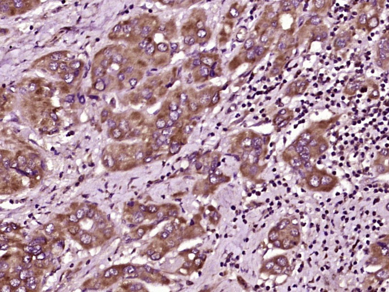 Anti-MAL2 Polyclonal Antibody