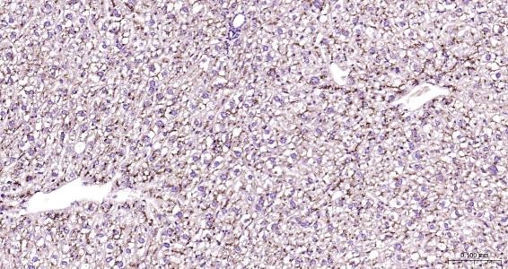 Anti-LAMP2 Polyclonal Antibody