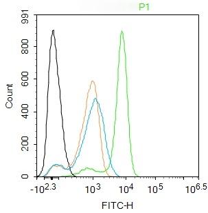 Anti-Phospho-ASK1 (Thr845) Polyclonal Antibody
