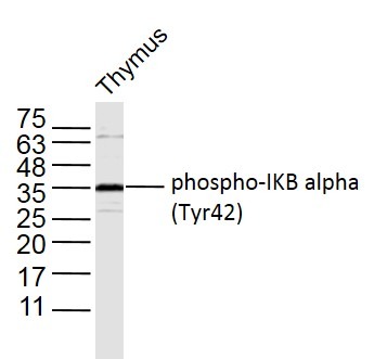 Anti-Phospho-IkB alpha/NFKBIA (Tyr42) Polyclonal Antibody