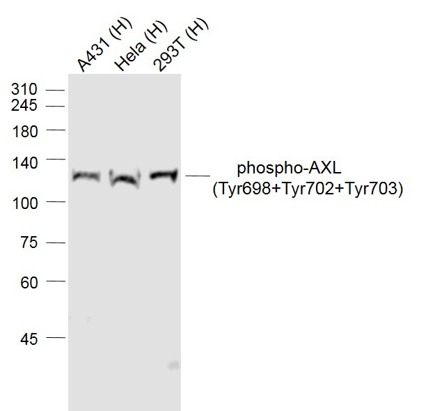 Anti-Phospho-AXL (Tyr698, 702, 703) Polyclonal Antibody