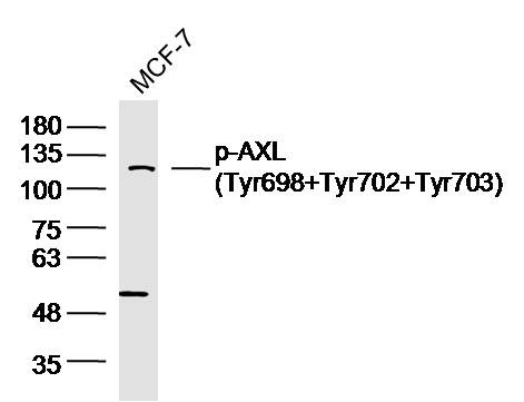 Anti-Phospho-AXL (Tyr698, 702, 703) Polyclonal Antibody