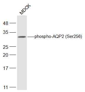 Anti-Phospho-AQP2 (Ser256) Polyclonal Antibody