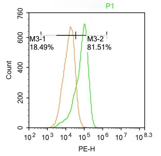 Anti-Phospho-ATG1 (Ser556) Polyclonal Antibody