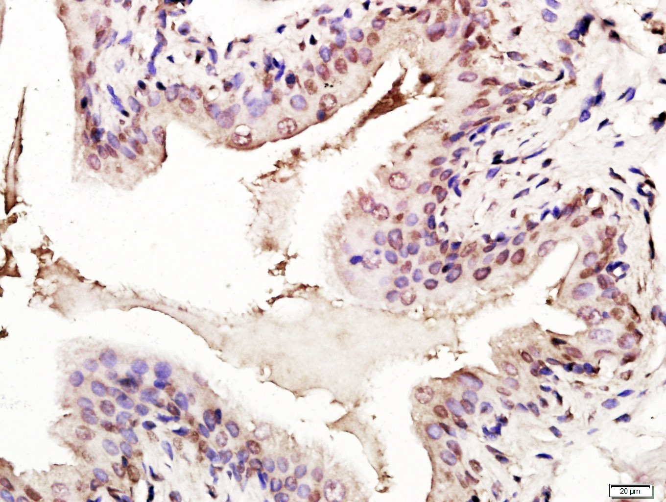 Anti-p53 Polyclonal Antibody 3