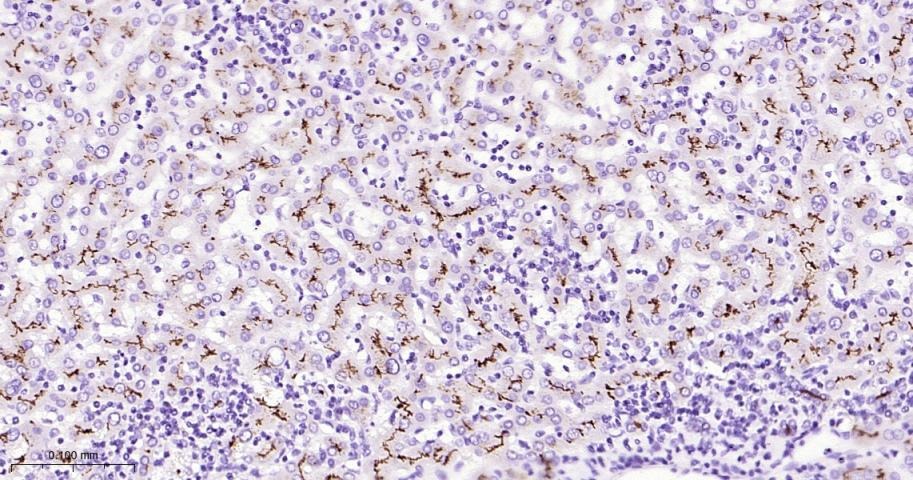 Anti-P Glycoprotein Antibody (1U603)