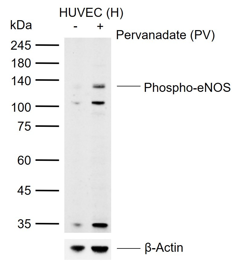 Anti-Phospho-eNOS (Ser1177) Polyclonal Antibody