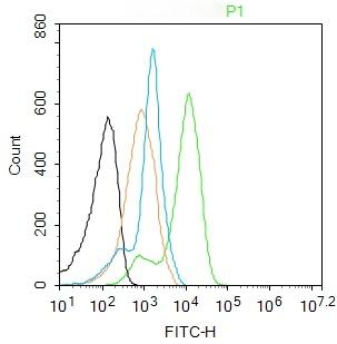 Anti-Phospho-CaMK2 alpha (Tyr230) Polyclonal Antibody