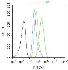 Anti-p53 Polyclonal Antibody 3