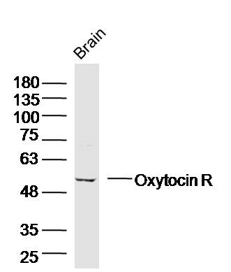 Anti-Oxytocin R Polyclonal Antibody