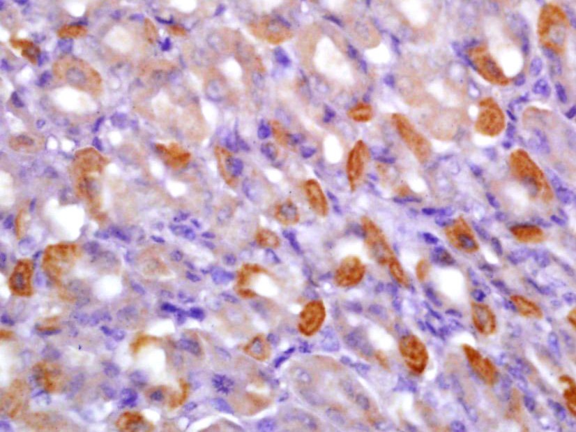 Anti-Phospho-CaMK2 alpha (Tyr230) Polyclonal Antibody