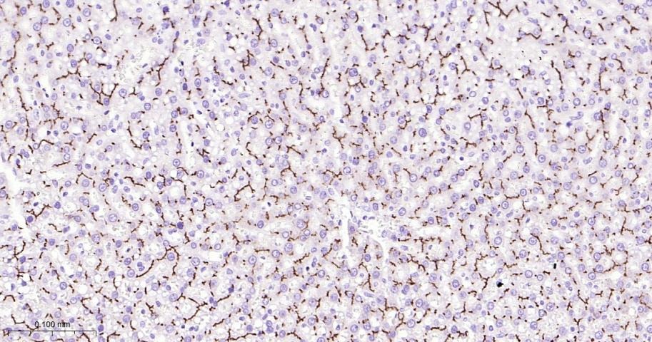 Anti-P Glycoprotein Antibody (1U603)