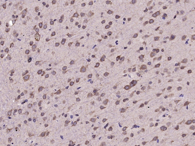 Anti-Phospho-EIF2S1 (Ser51) Polyclonal Antibody