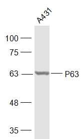 Anti-p63 Polyclonal Antibody