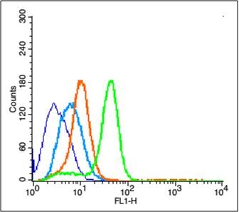 Anti-Phospho-ERK1/2 (Thr202 , Tyr204) Polyclonal Antibody