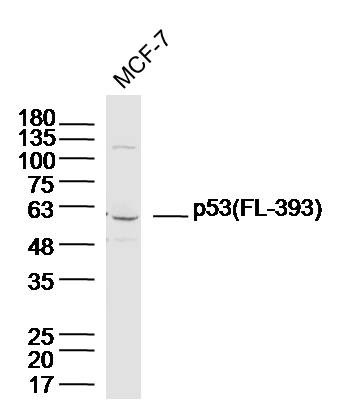 Anti-p53 Polyclonal Antibody 3