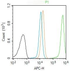 Anti-Phospho-GCN2 (Thr899) Polyclonal Antibody